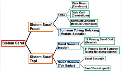Pembagian Sistem Saraf - Homecare24