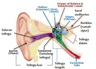 Proses mendengar diawali dari telingan luar menangkap gelombang bunyi yang diubah menjadi Materi Sekolah |   Fungsi Bagian-bagian Telinga Manusia