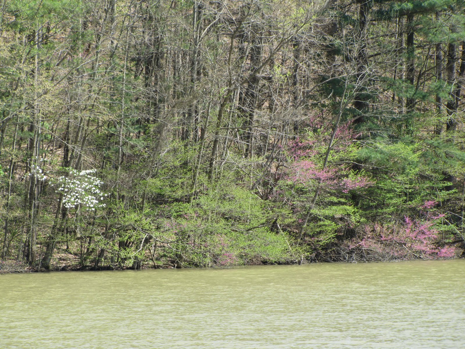 Appalachian Heartbeat: Springtime in the Beautiful Knobs of Kentucky