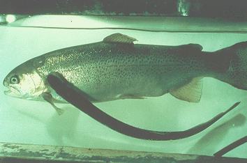 Wonderful Animals The Lamprey The Vampire Ocean