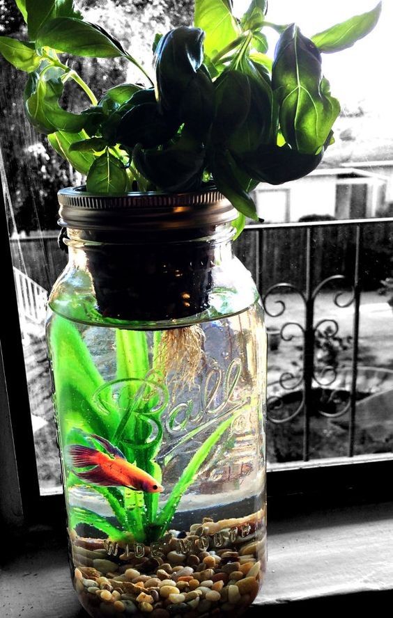 What You Need to Know About Cool Betta Fish Tanks Image What You Need to Know About Cool Betta Fish Tanks