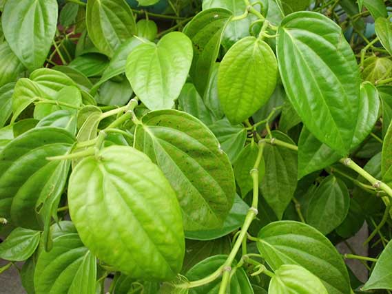  Daun sirih yang mempunyai nama latin Piper betle L Manfaat daun sirih untuk kesehatan