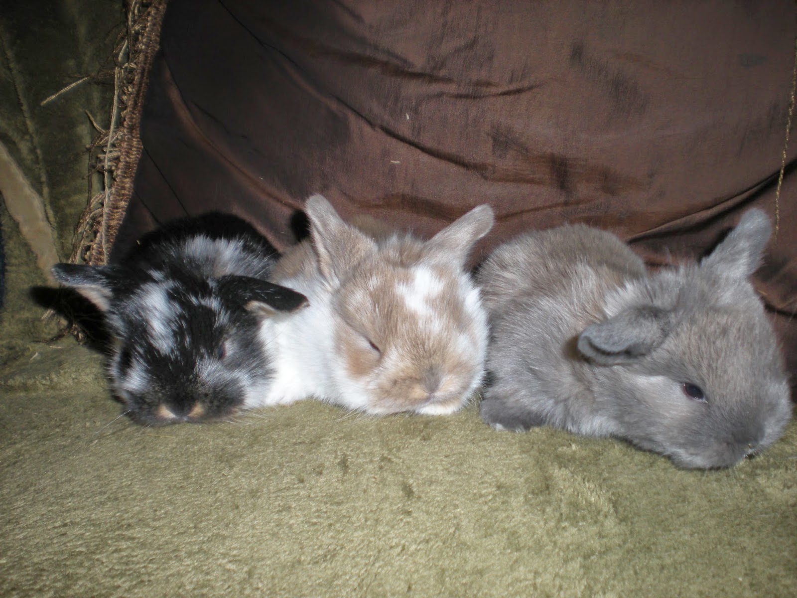 SHAMROCK RABBITS