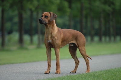Rhodesian-Ridgeback+srilanka.jpg