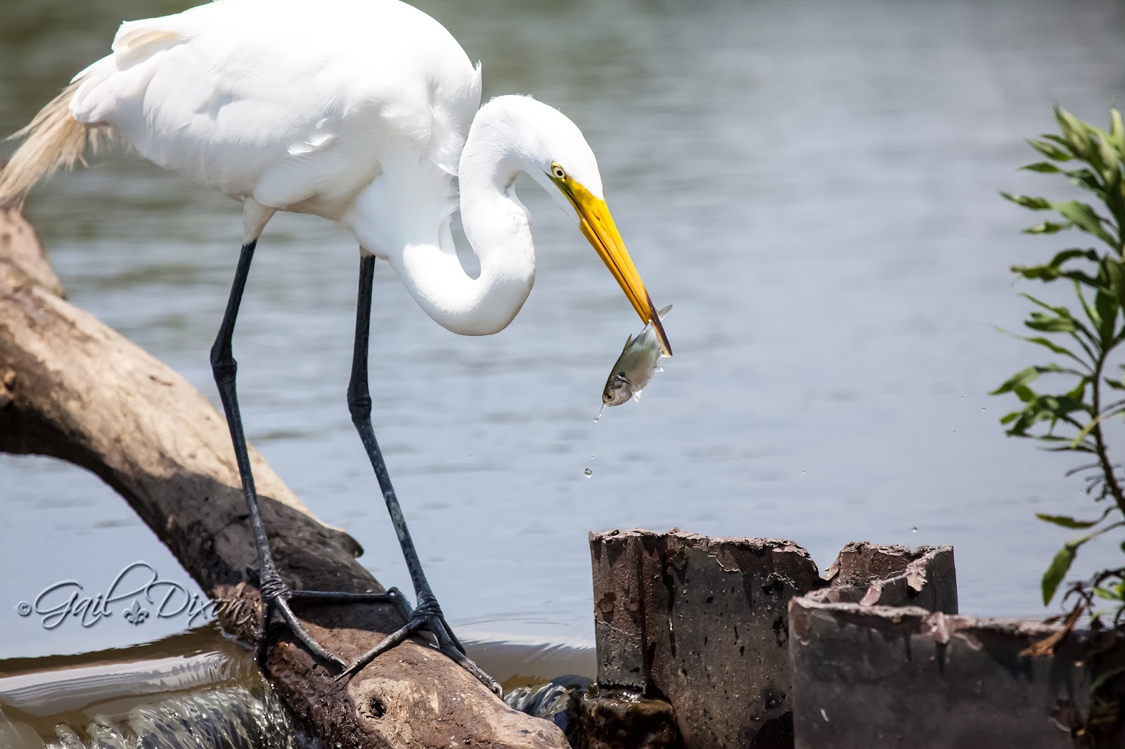 Louisiana Belle The Fisher Kings