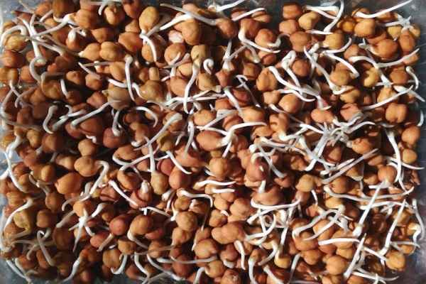 nutrition-health-benefits-of-ankurit-chana-gram-sprouts-in-hindi