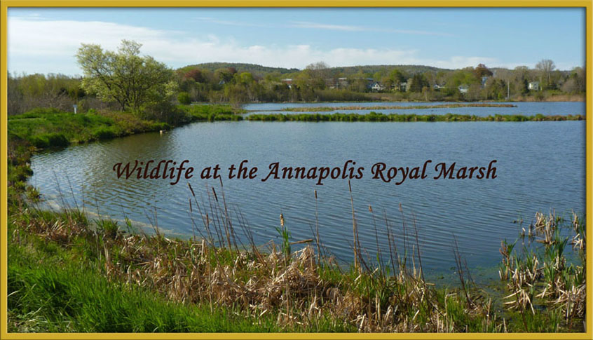 Life at the Annapolis Royal Marsh
