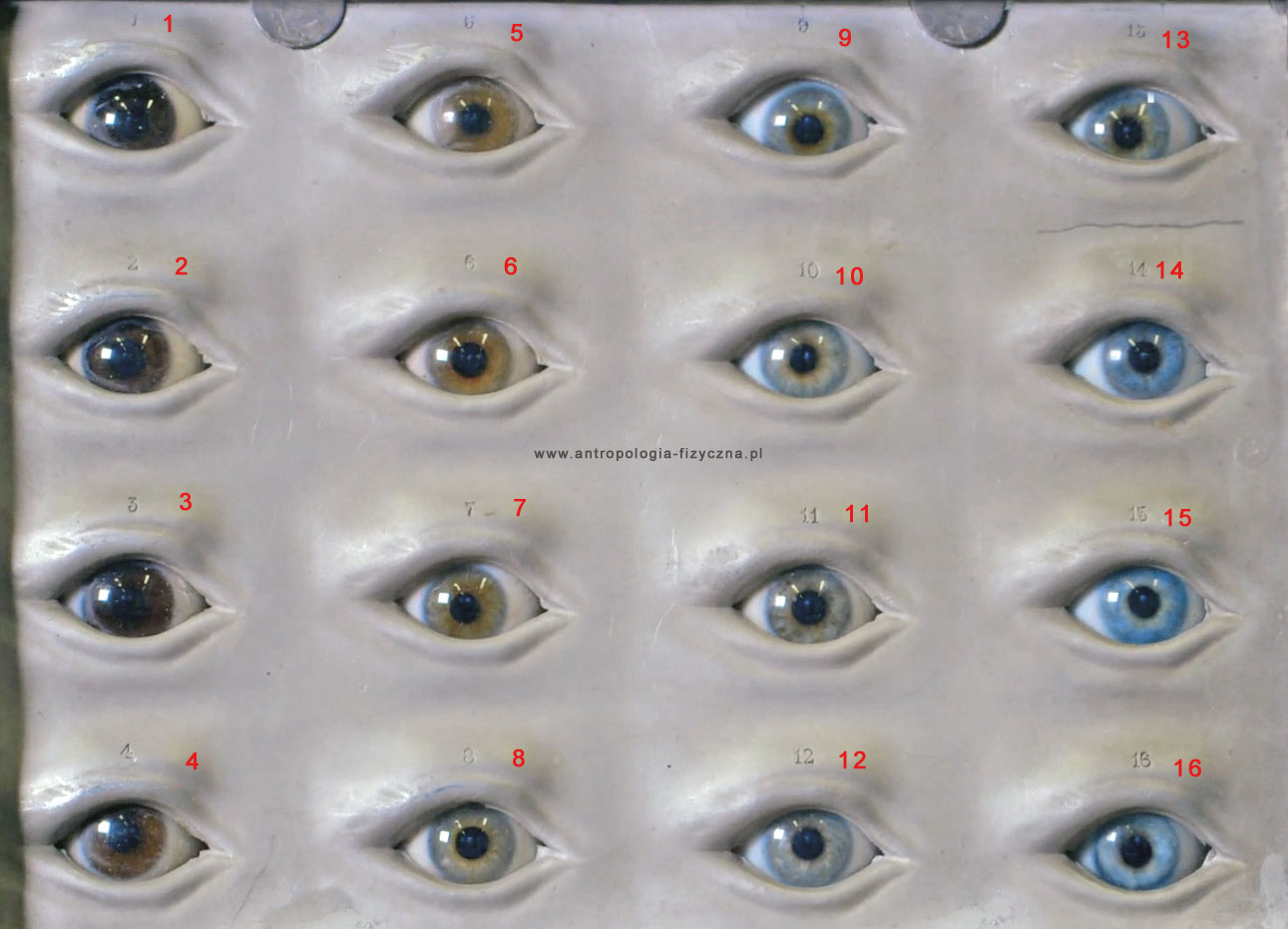Как узнать какие глаза