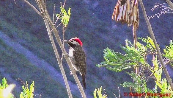 Aves de Arequipa y el Peru by Robert Rodriguez Colaptes atricollis