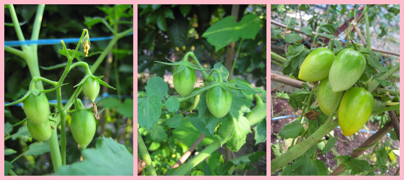 Olive in the house Tomato Cherry SunGold (Homegrown