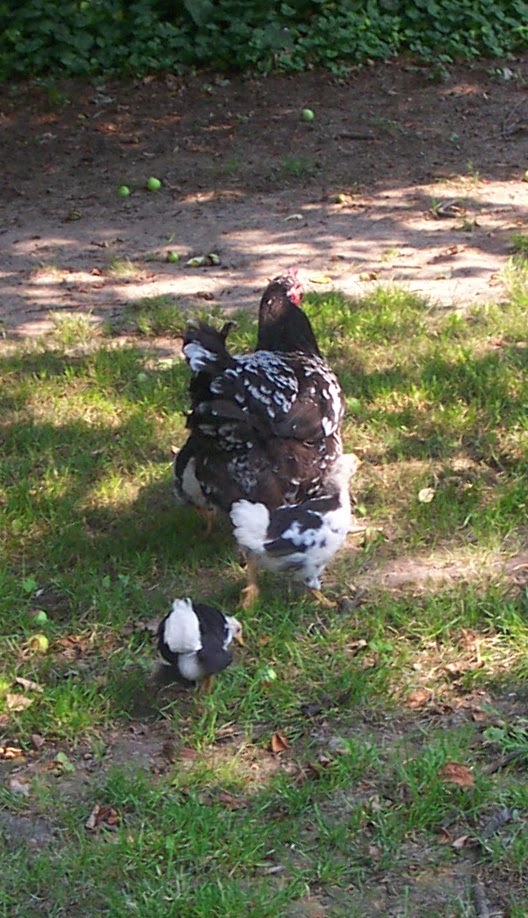 The Official PoultryBookstore.com Blog: Poultry breed purity