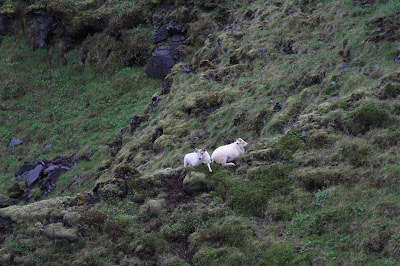 Sheep Relax on the Skogar Side of the Pass