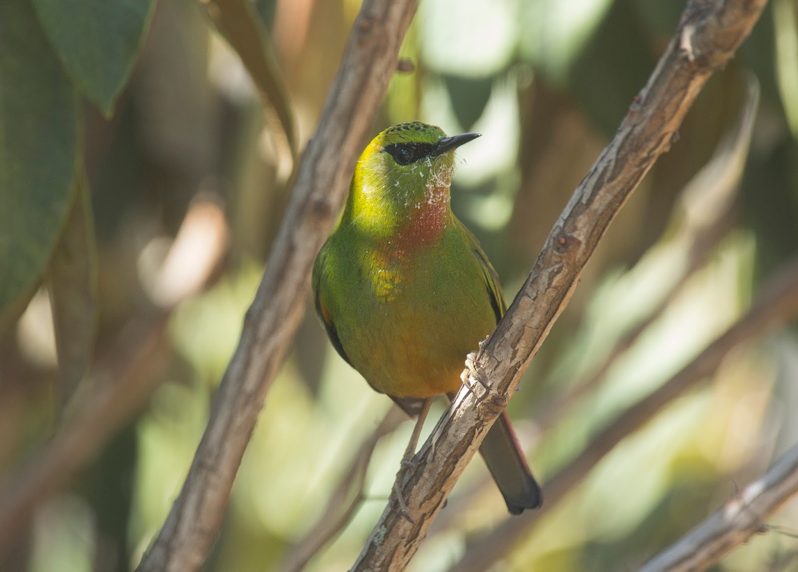 Wildlife Wander: Mandala, Sela Pass and Manas - Birding frenzy in