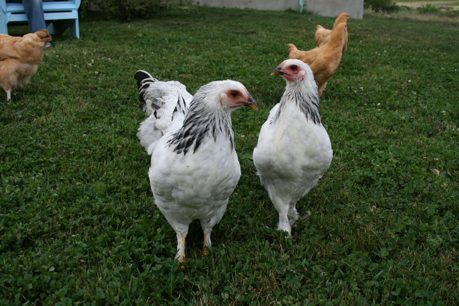 Building Green in Vermont Happy chickens