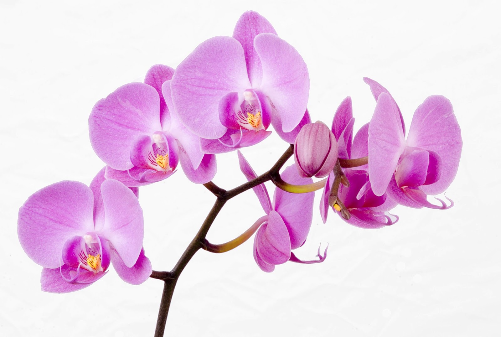 5.Orchid ~ top 10 flowers of love