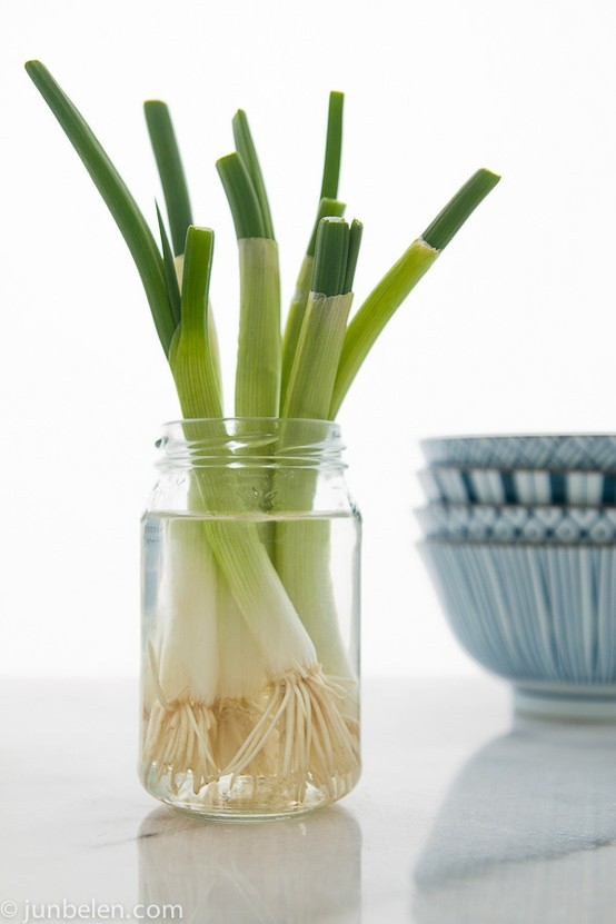 How to Grow Green Onions in a Jar