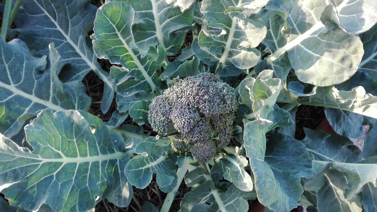 El Huerto de Silverio El cultivo del brócoli