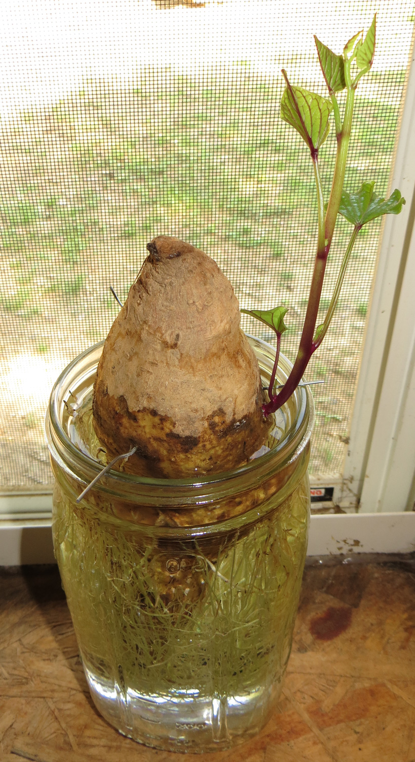 Starting Sweet Potato Slips