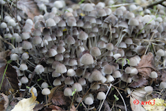 Coprinus disseminatus