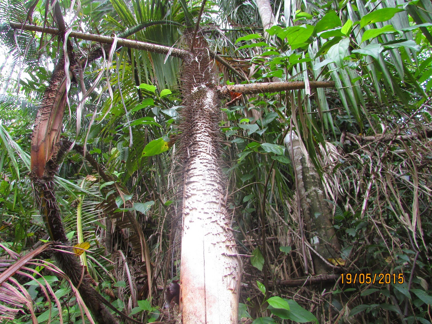 Menikmati Keindahan Alam Di Taman Nasional Bukit Duabelas