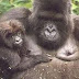  Gorilla permits ends in May