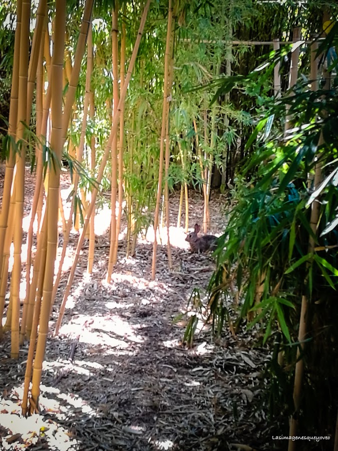 Estufa Fría del parque Juan Carlos I