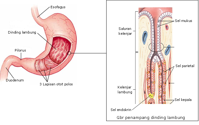 45+ Contoh Poster Sistem Pencernaan Makanan Pada Manusia Gif