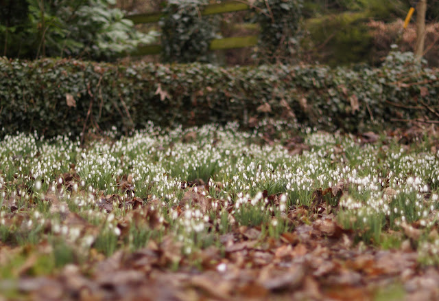 Snowdrops in bloom