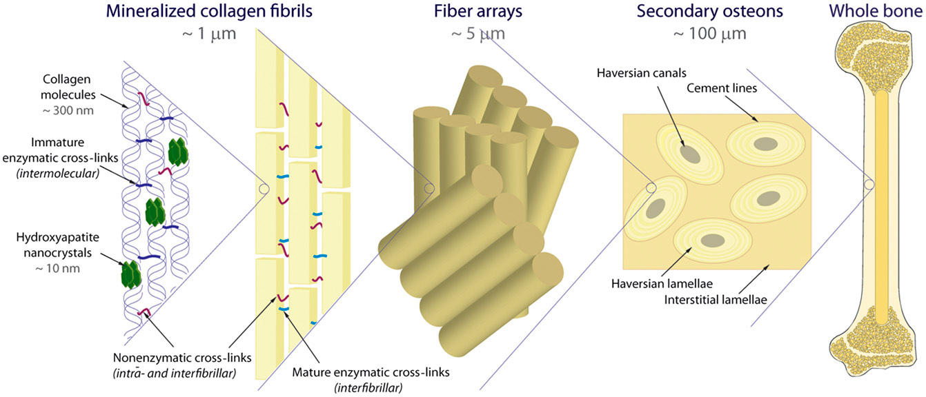 Terra Forming Terra Brittleness of Aging Bones