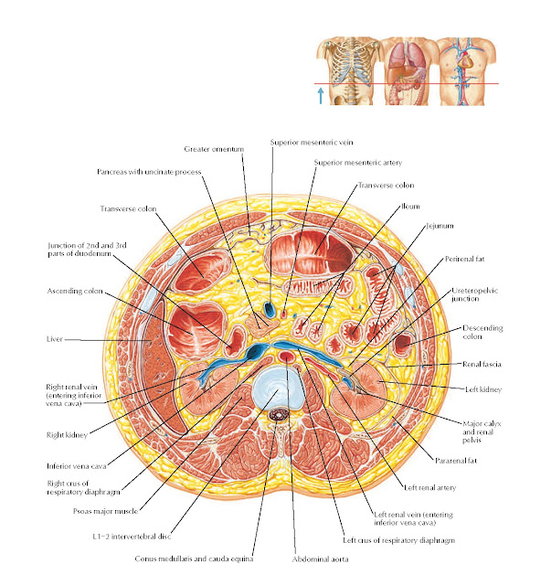 Cross Section at L1–2, Intervertebral Disc Anatomy