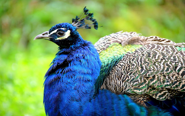 top 28 most beautiful and sweet peacock wallpapers in hd beautiful and sweet peacock wallpapers