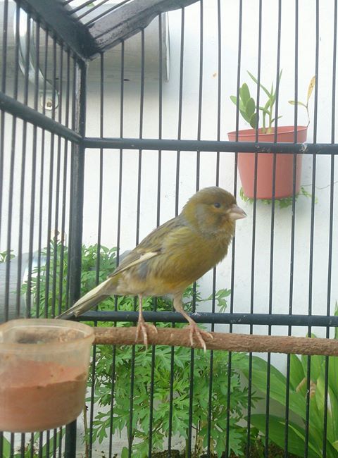 cara merawat burung kenari mandek cara merawat burung kenari mandek
