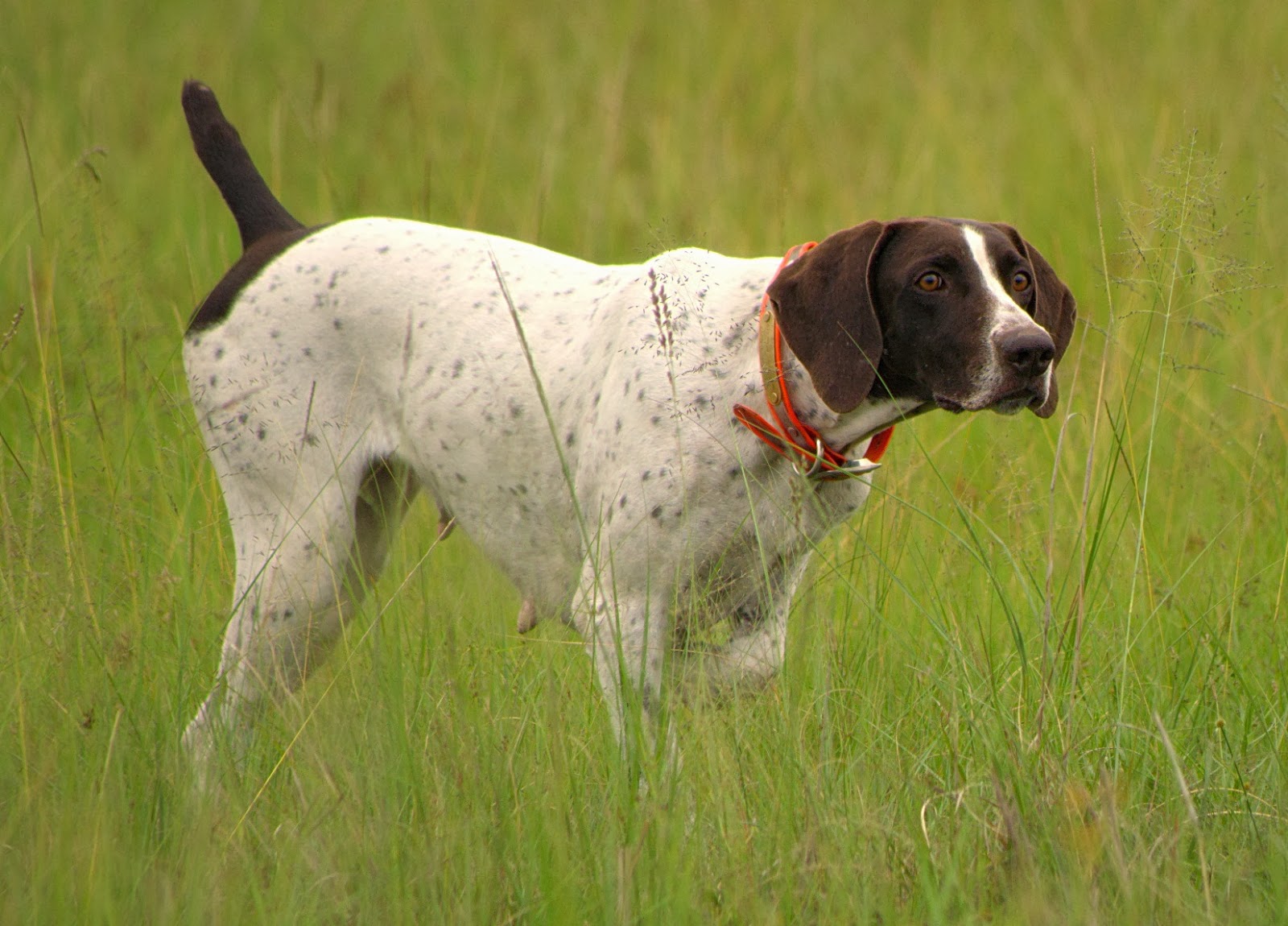 Matotoland Kennel New Generation GSP's. HPR Breed & Hunting Dogs