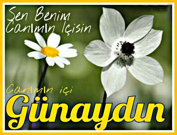 Resimli Gunaydin Mesajlari En Guzel Gunaydin Resimleri Gunaydin Videolari Paylasim 273 273shares Plants Messages