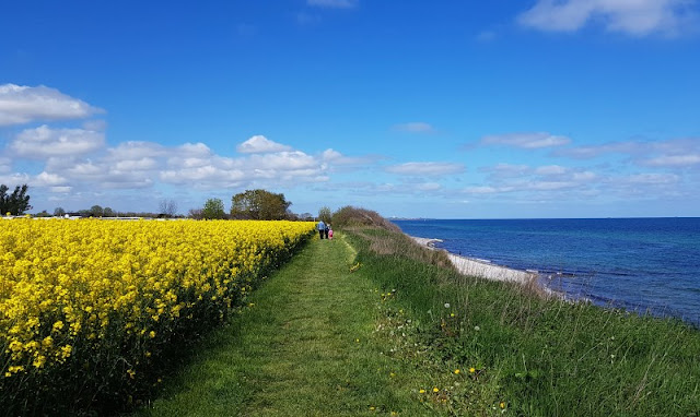 Hier bei uns im Norden: Die Rapsblüte in Schleswig-Holstein. Blühende Rapsfelder am Meer: Ein tolles Ausflugsziel mit Kindern.