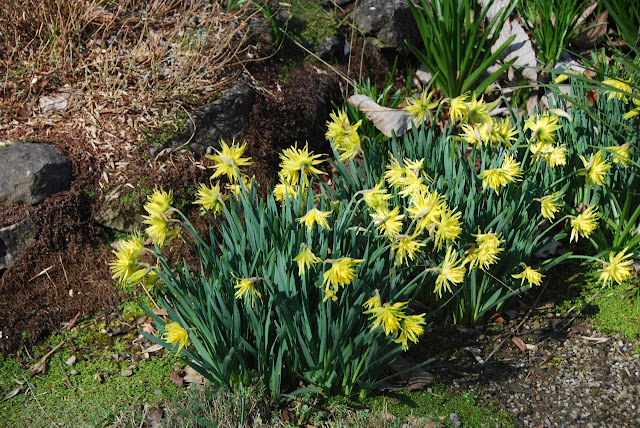 daffodils photo