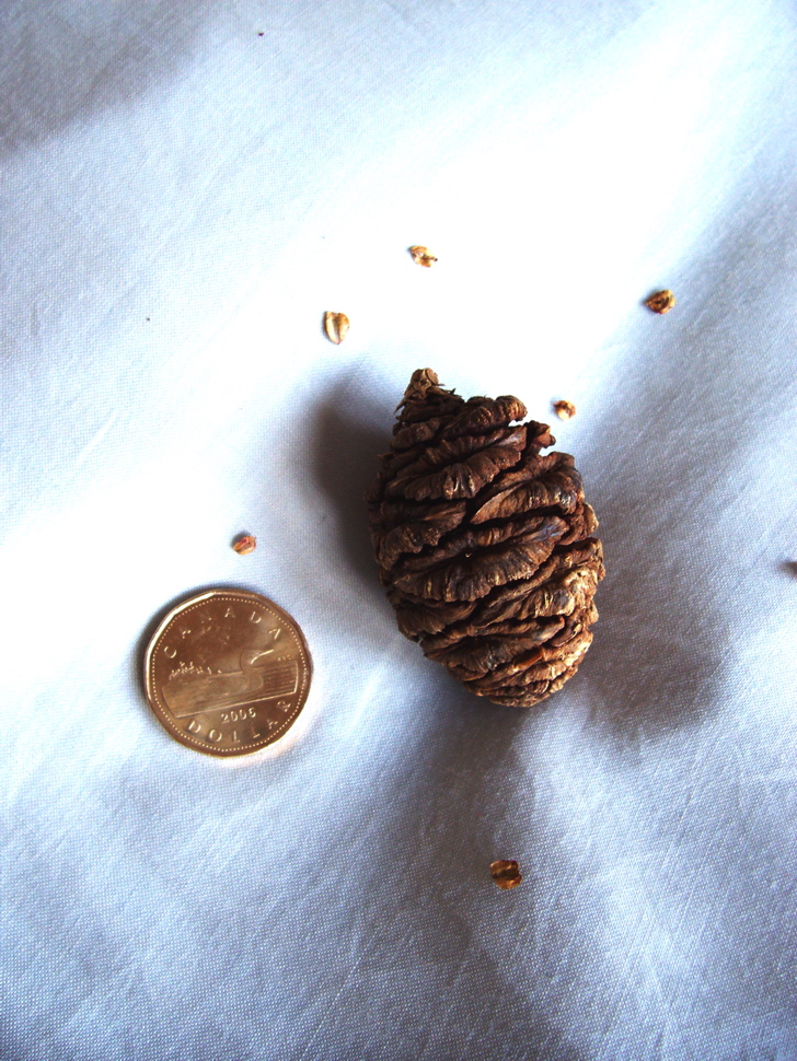 Vancouver Island Big Trees Giant Sequoia Seeds Are Not Giant