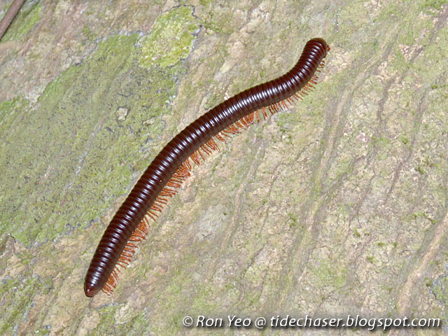tHE tiDE cHAsER: Millipedes (Phylum Arthropoda: Class ...
