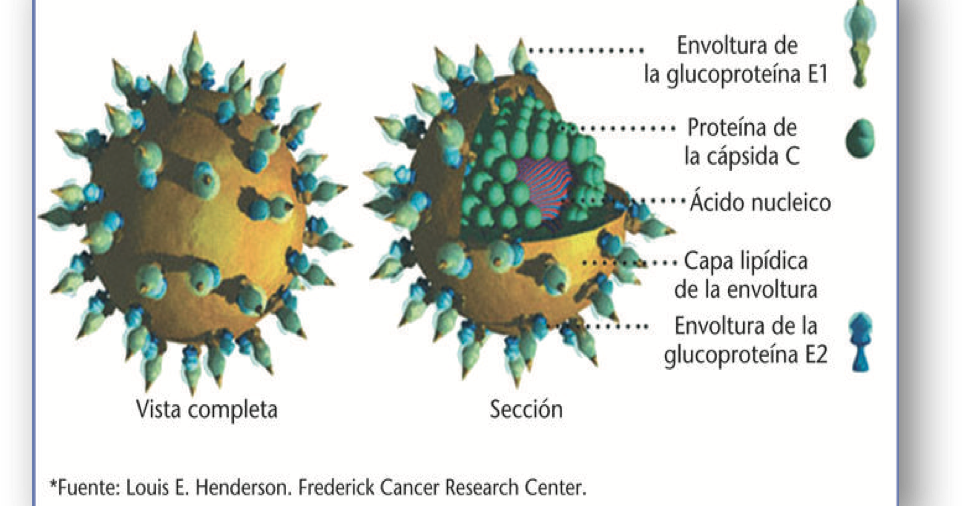 Вирус гепатита а микробиология. Гепатит с строение. Строение вируса гепатита c. Вирусный гепатит в строение. Hcv 3