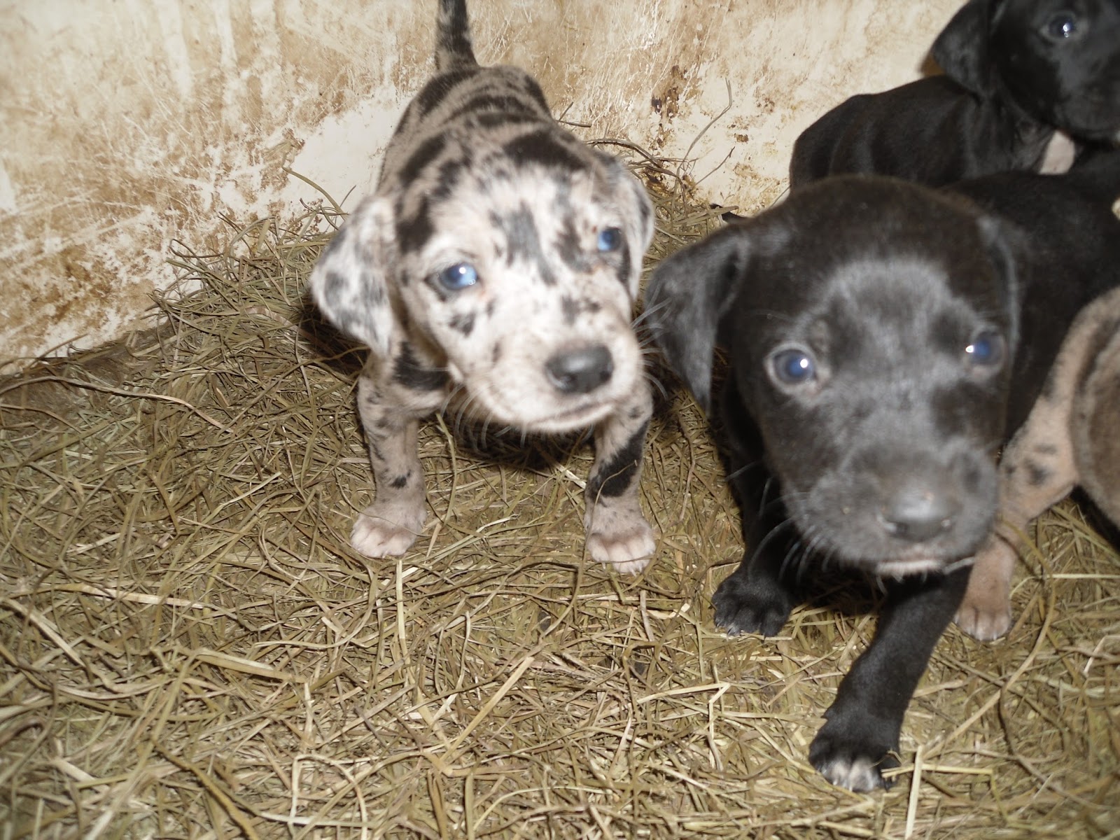 Catahoula Puppies Catahoula Puppies for Sale, Brown Girl and Cutty
