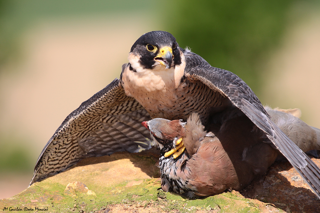 Fotografía de Naturaleza JM Gavilán El Halcón peregrino, Falco