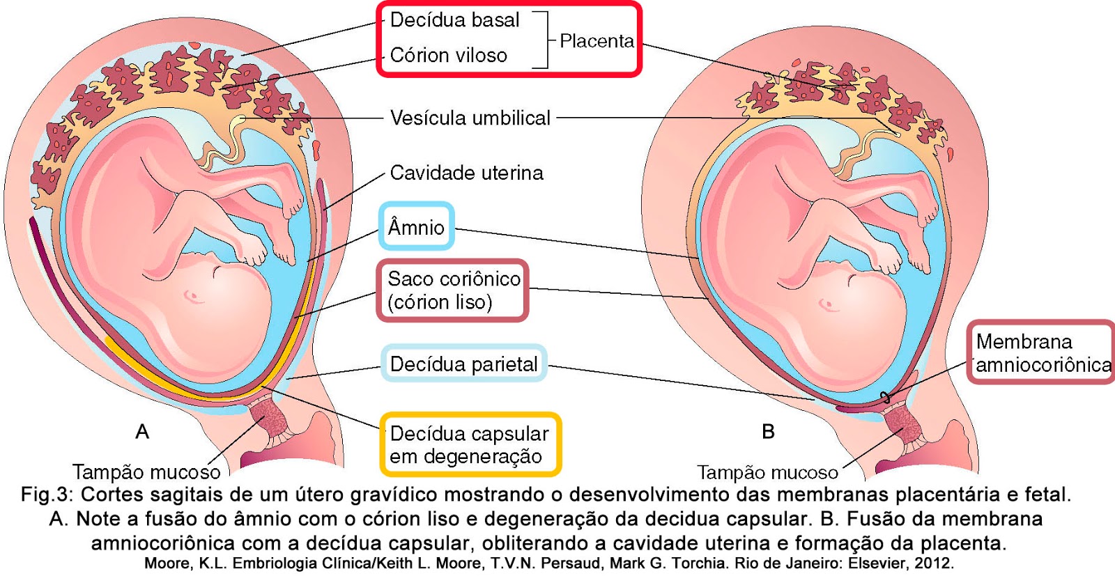 alfabetica griega posterior placenta