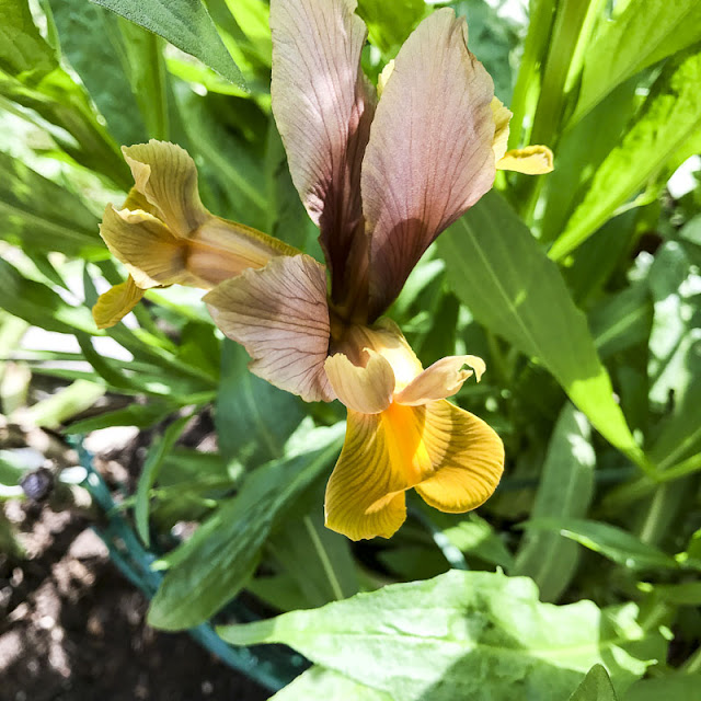 iris iris