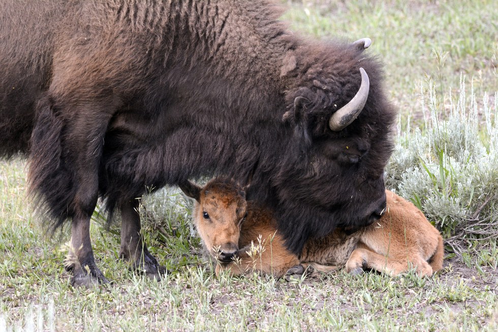 Hundreds Of Wild Bison Are About To Be Killed For No Good Reason News