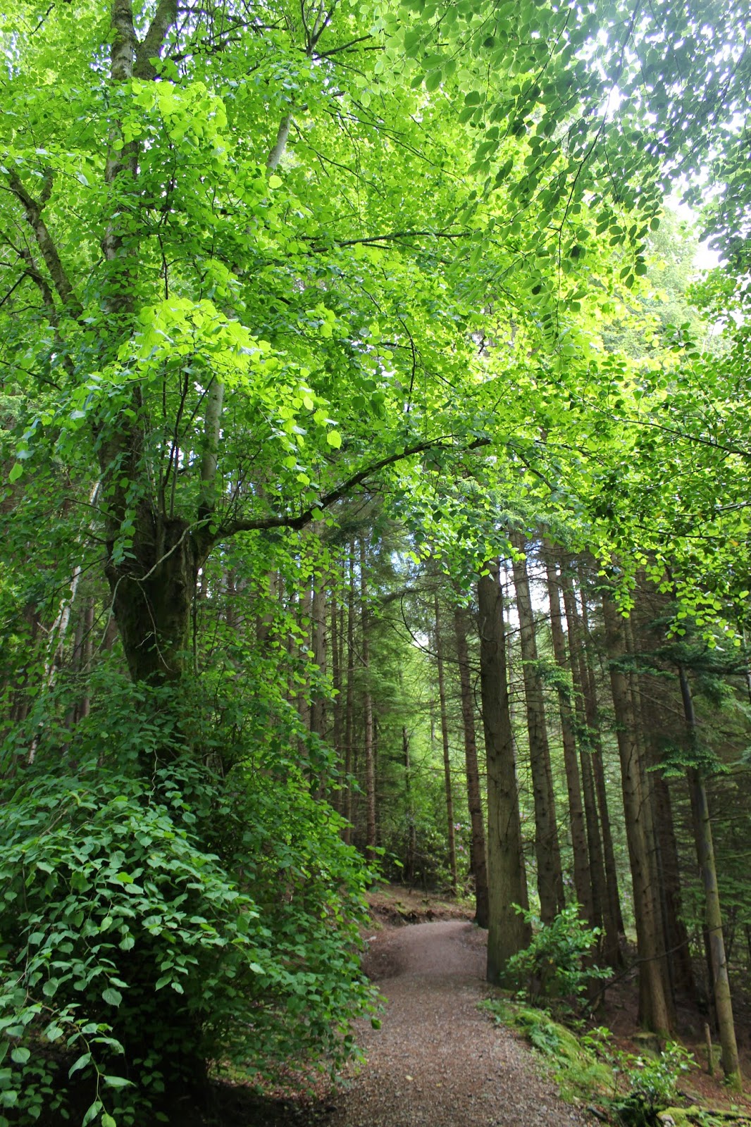 PERSIGUE TUS SUEÑOS: ESCOCIA