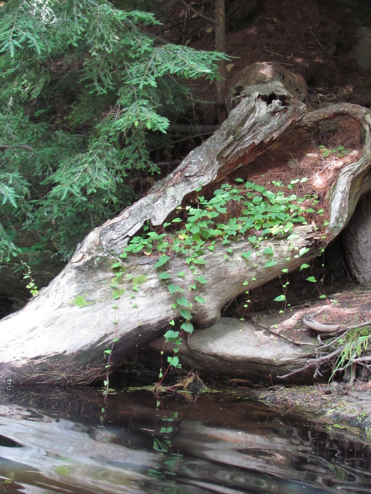 Recreational Kayaking in Maine: North Pownal, Maine: Runaround Pond