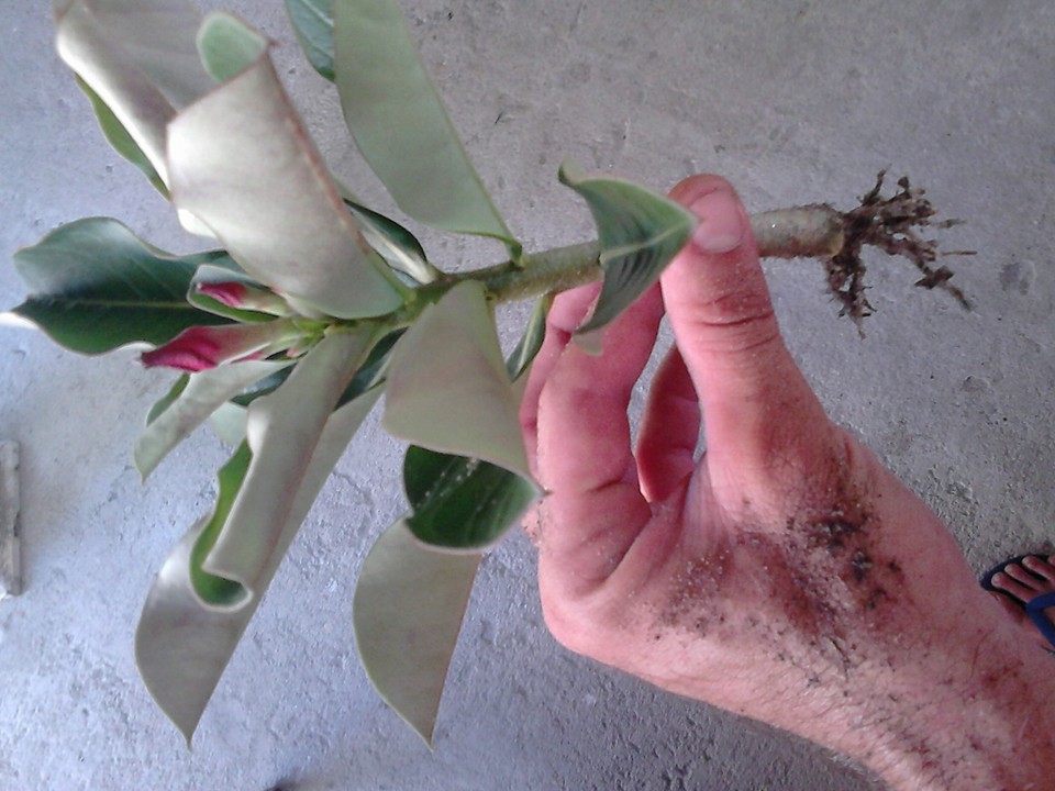 Rosa do Deserto Como fazer novas mudas com galhos Rosa do Deserto Como fazer novas mudas com galhos