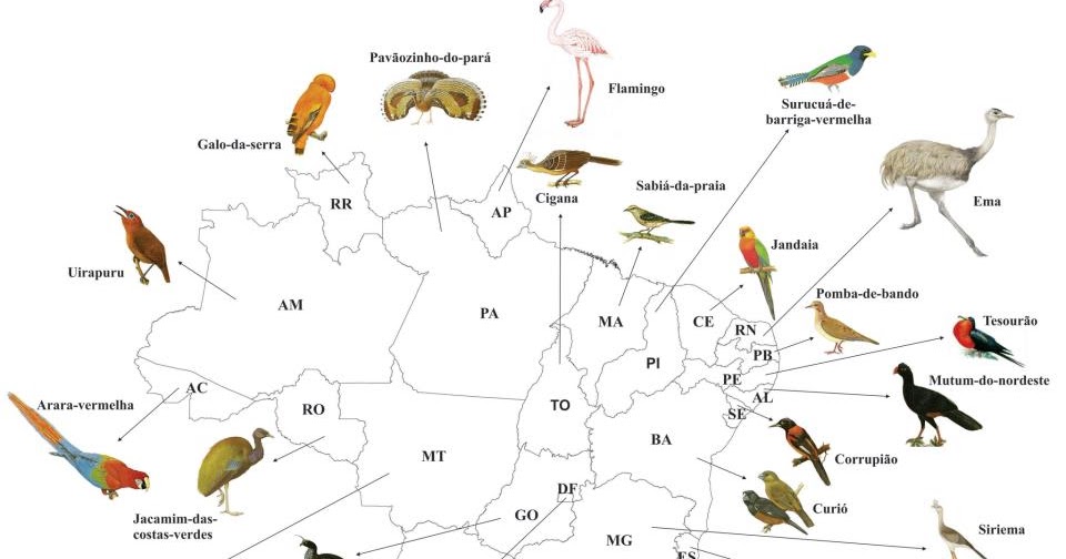 Movimento SOS BICHO Conheça a avesímbolo de cada Estado Brasileiro Movimento SOS BICHO Conheça a avesímbolo de cada Estado Brasileiro