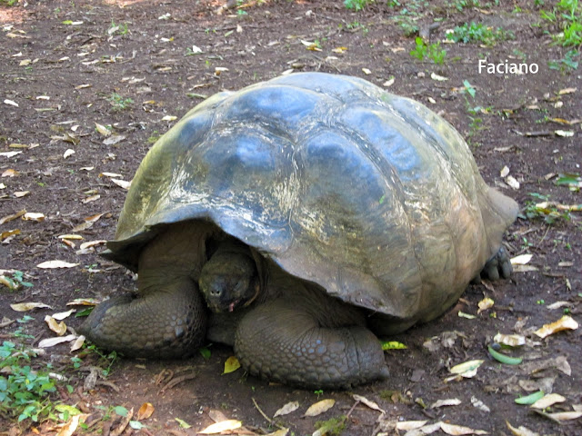 Galapagos加拉巴哥,法姿優乾洗頭乾洗髮