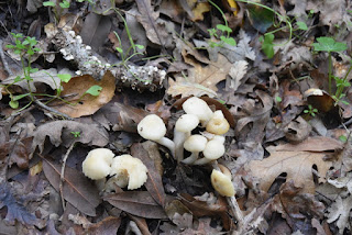 Small creamy mushrooms popping up through fallen oak leaves, Rancho Cañada del Oro Open Space Preserve, San Jose, California
